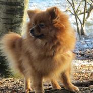 Pomeranian Mille