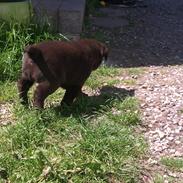 Labrador retriever ~Nora~