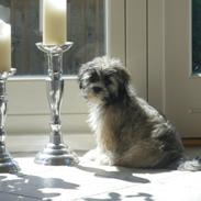 Lhasa apso SOFFY