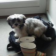 Lhasa apso SOFFY