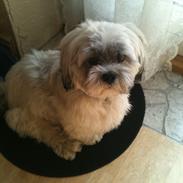Lhasa apso SOFFY