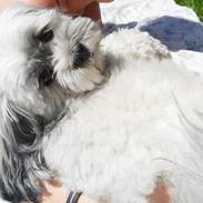 Lhasa apso SOFFY