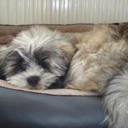 Lhasa apso SOFFY
