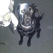 Labrador retriever Felix / Fille