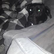 Labrador retriever Felix / Fille