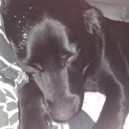 Labrador retriever Felix / Fille