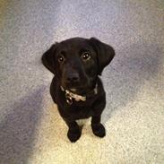 Labrador retriever Felix / Fille