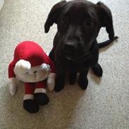 Labrador retriever Felix / Fille