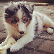 Shetland sheepdog Ziggo