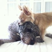 Lagotto romagnolo Etienne