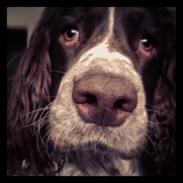 Engelsk springer spaniel Arki