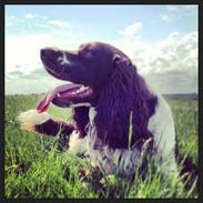 Engelsk springer spaniel Arki