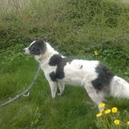 Blanding af racer joy