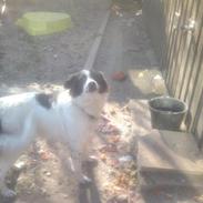 Blanding af racer joy