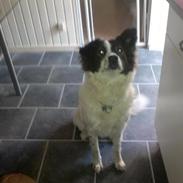 Blanding af racer joy