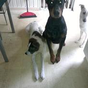 Blanding af racer joy