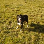 Blanding af racer Prins