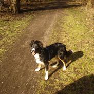 Blanding af racer Prins