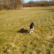 Blanding af racer Prins