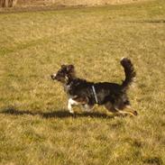 Blanding af racer Prins