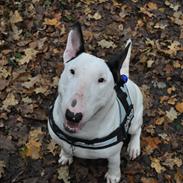Bullterrier Joey   ...--- Himmelhund ---...
