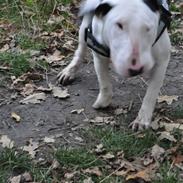 Bullterrier Joey   ...--- Himmelhund ---...