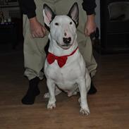 Bullterrier Joey   ...--- Himmelhund ---...
