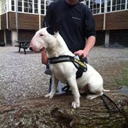 Bullterrier Joey   ...--- Himmelhund ---...
