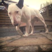 Bullterrier Joey   ...--- Himmelhund ---...