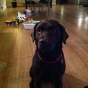 Labrador retriever Frida