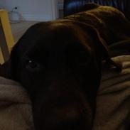 Labrador retriever Frida