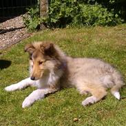 Collie langhåret Victor