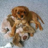 Cavalier king charles spaniel Megan