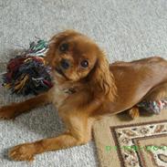 Cavalier king charles spaniel Megan