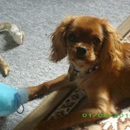 Cavalier king charles spaniel Megan