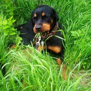 Rottweiler Jackie