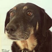 Blanding af racer Lisa