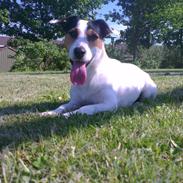 Jack russell terrier Eddie