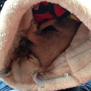 Blanding af racer Simba