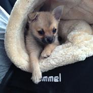 Blanding af racer Simba