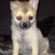 Blanding af racer Simba