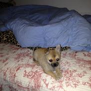 Blanding af racer Simba