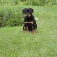 Rottweiler Gaia