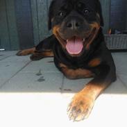 Rottweiler Gaia