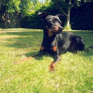 Prazsky krysarik Chuckie