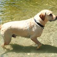 Labrador retriever Woody