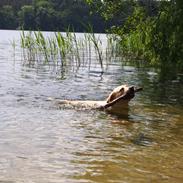 Labrador retriever Woody