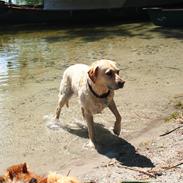 Labrador retriever Woody