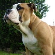 Olde english bulldogge Bryde`s Merlin