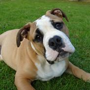 Olde english bulldogge Bryde`s Merlin